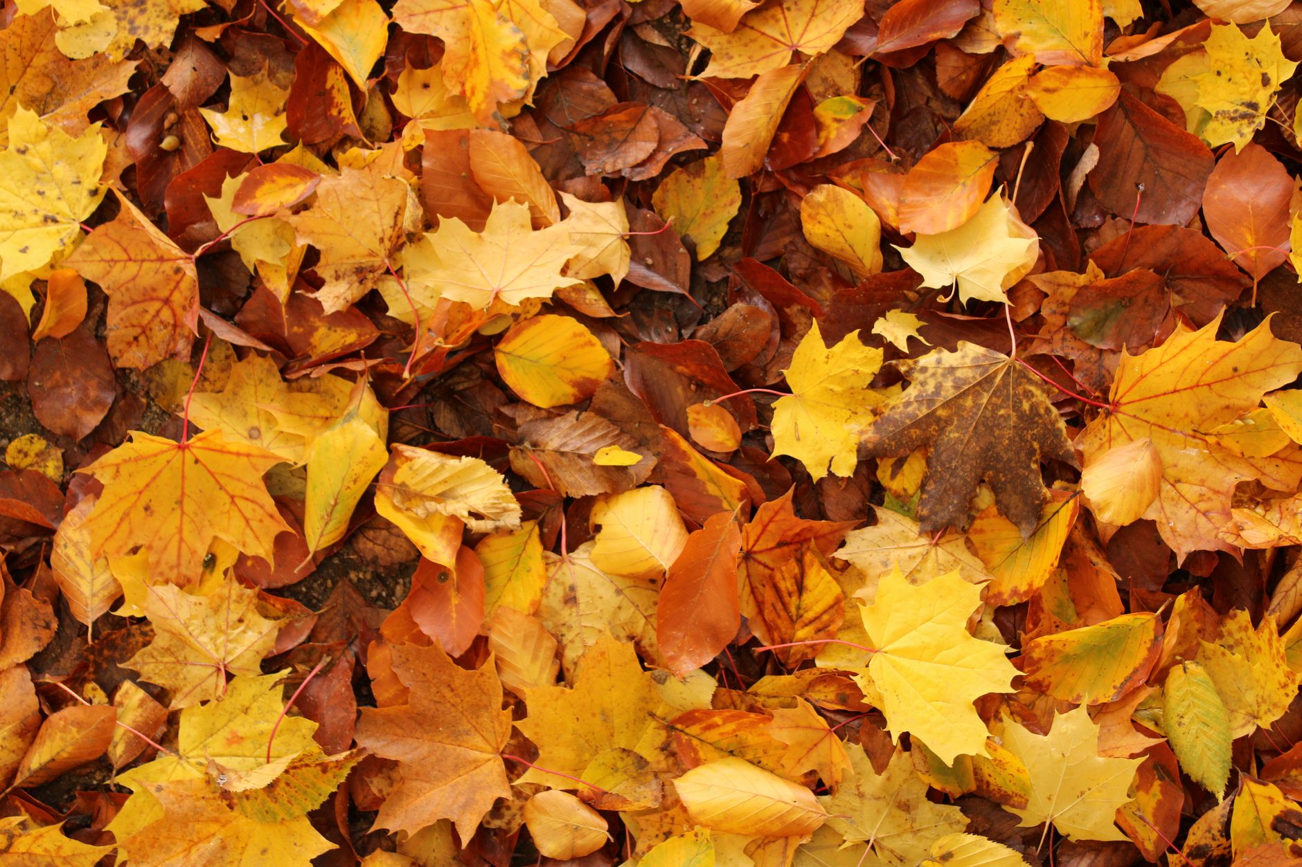 vibrant autumn leaf carpet in fall colors